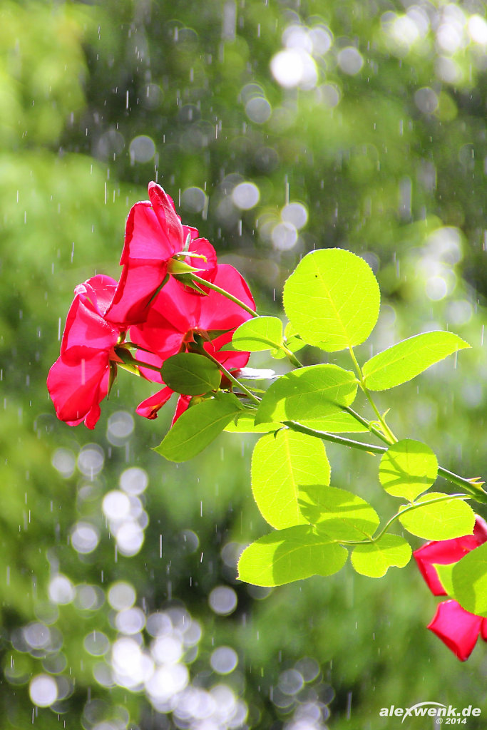 Kletterrosen im Regen (Kardinal Edelrose)