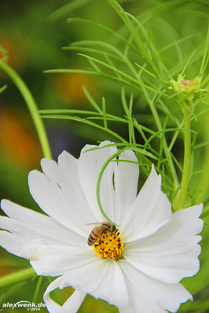 Schmuckkörbchen (Cosmos bipinnatus)