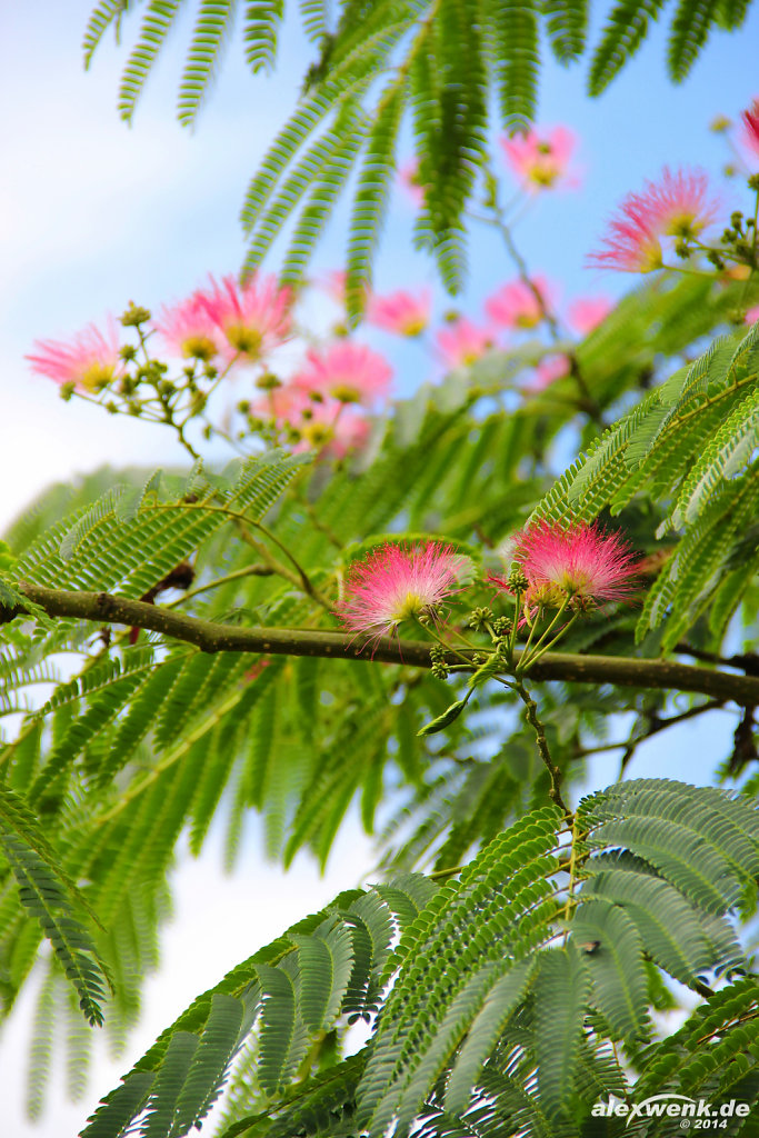 Seidenbaum (Albizia julibrissin)