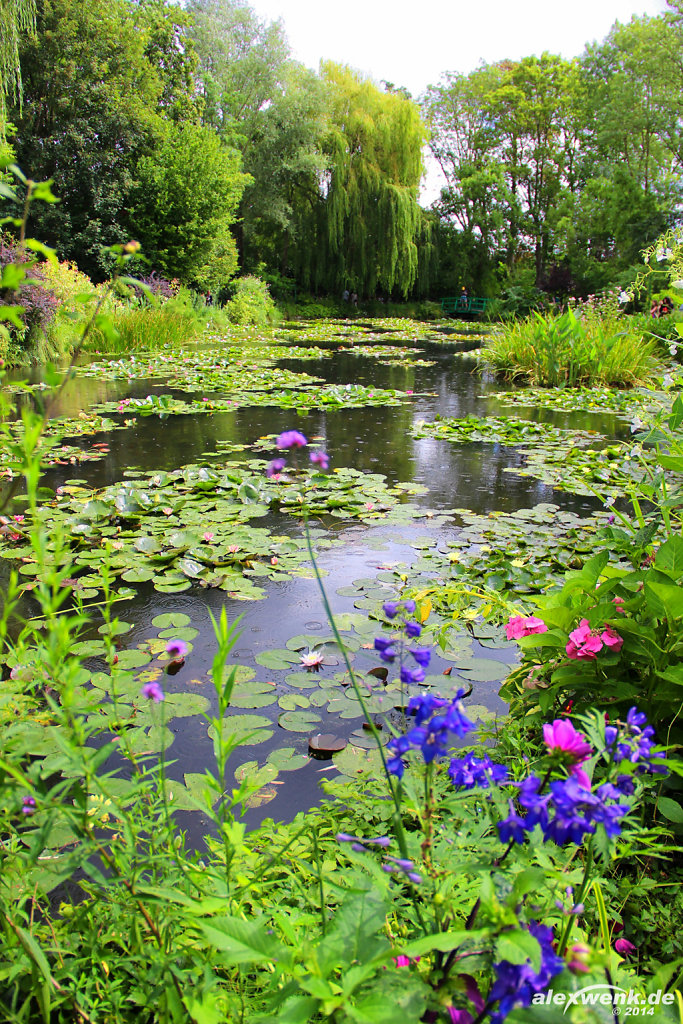 Wasserlilien auf dem Seerosenteich