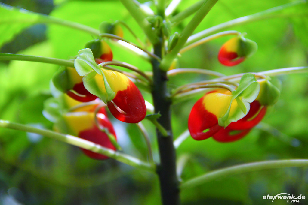 Kongo-Lieschen (Impatiens niamniamensis)