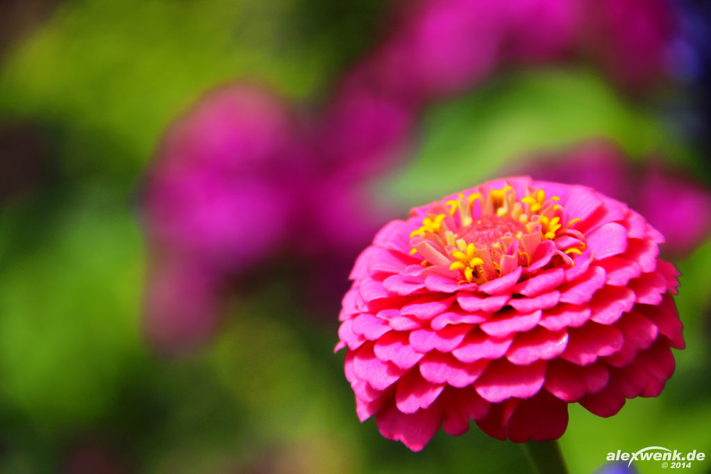 Zinnie (Zinnia elegans)