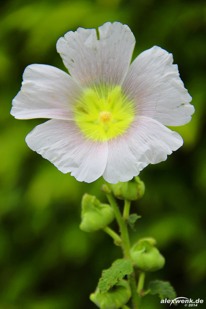 Gewöhnliche Stockrose (Alcea rosea)